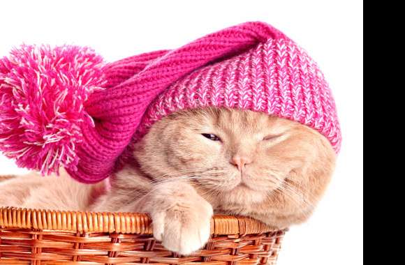 Hat Basket Animal Cat wallpapers hd quality