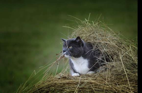 Haystack Depth Of Field Animal Cat