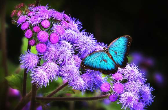 HD Butterfly Bliss Wallpaper