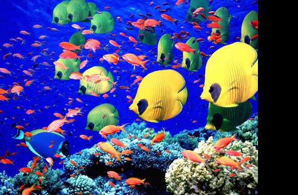 HD Butterflyfish Coral Wonderland Wallpaper