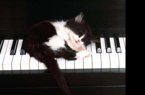 HD Cat on Piano Wallpaper