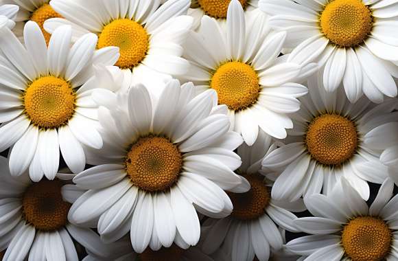 HD Daisy Flower Desktop Wallpaper - Blooming Beauty