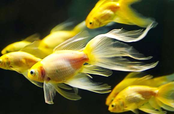 HD Goldfish Aquarium Wallpaper wallpapers hd quality