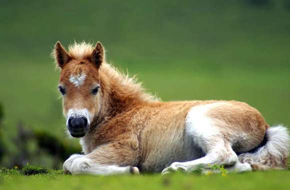 HD Horse Wallpaper Peaceful Foal