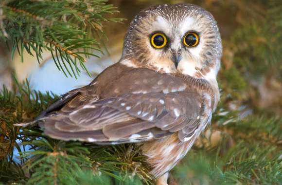 HD Owl Wallpaper - Captivating Bird Image wallpapers hd quality