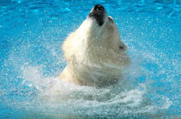 HD Polar Bear Splash Wallpaper wallpapers hd quality