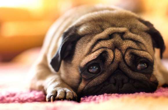 HD Pug Wallpaper Cozy Canine Charm wallpapers hd quality