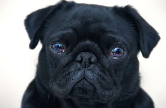 HD Pug Wallpaper Delight wallpapers hd quality