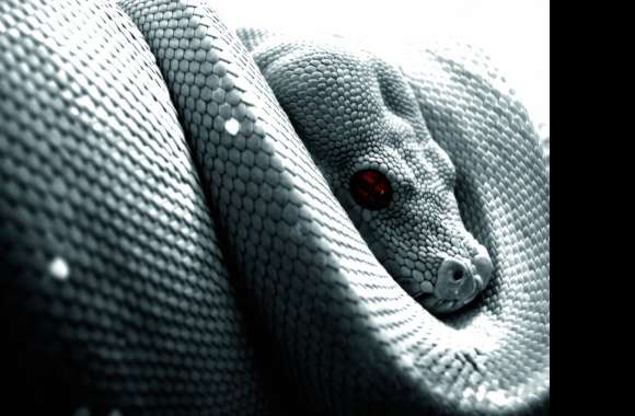 HD Python Wallpaper - Serpent Majesty