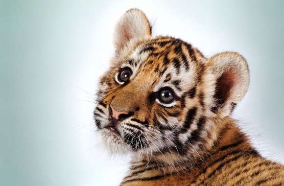 HD Tiger Cub Wallpaper wallpapers hd quality