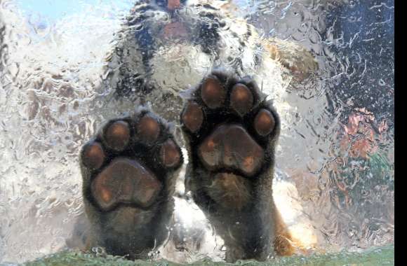 HD Tiger Paws Wallpaper wallpapers hd quality