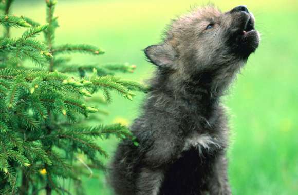 HD Wallpaper - Howling Wolf Pup