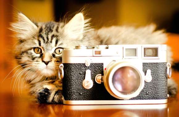 HD Wallpaper of a Charming Cat with a Vintage Camera