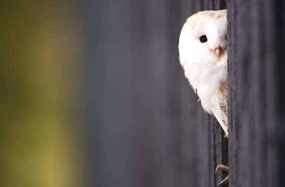 HD Wallpaper of a Curious Barn Owl