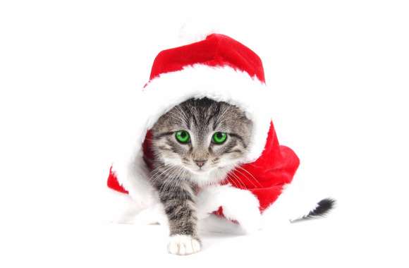 HD Wallpaper of a Festive Kitten in a Santa Hat with Green Eyes wallpapers hd quality