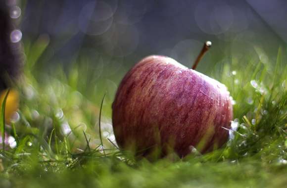 HD Wallpaper of a Fresh Apple on Lush Green Grass