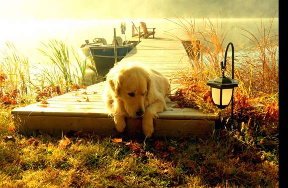 HD Wallpaper of a Golden Retriever