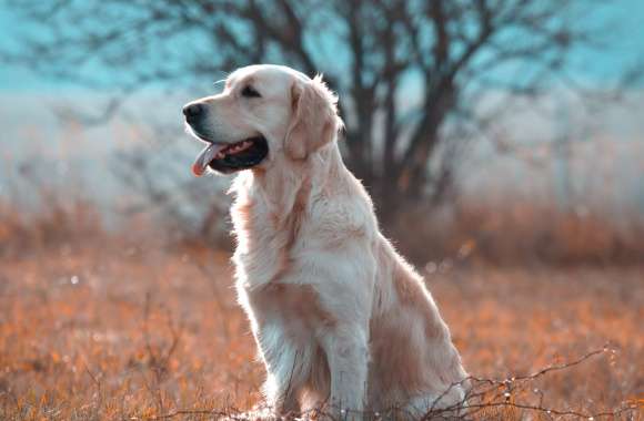 HD Wallpaper of a Golden Retriever in Serene Nature wallpapers hd quality