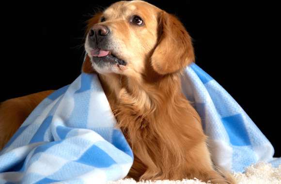HD Wallpaper of a Golden Retriever Wrapped in Comfort