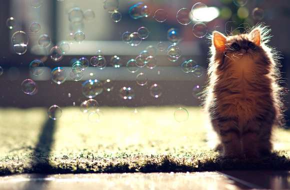 HD Wallpaper of a Playful Cat Chasing Bubbles