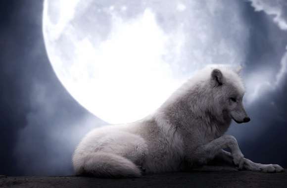HD Wallpaper of a White Wolf Under the Moonlit Sky