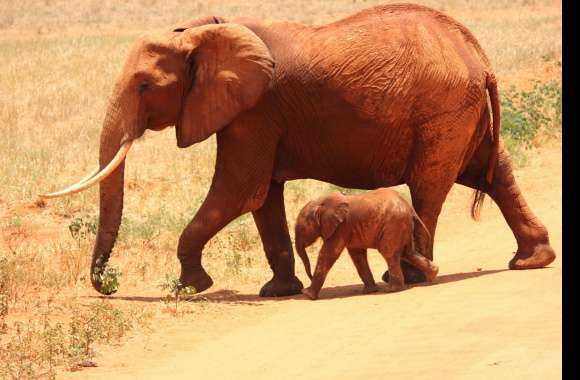 HD Wallpaper of African Bush Elephants and Their Baby