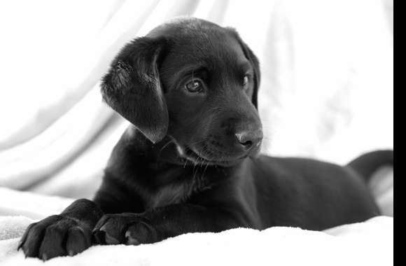 HD Wallpaper of an Adorable Black Puppy