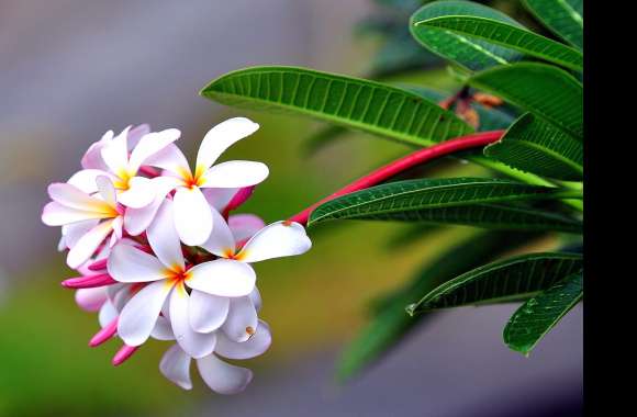 HD Wallpaper of Blooming Frangipani in Nature