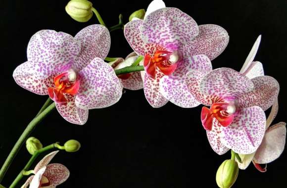 HD Wallpaper of Elegant Orchid Flowers in Nature