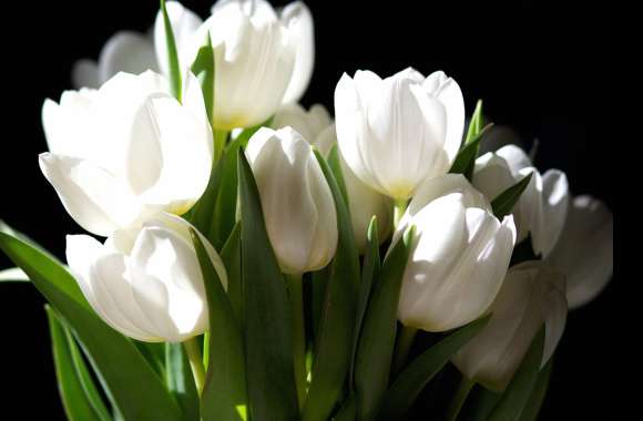 HD Wallpaper of Elegant White Tulips in Nature