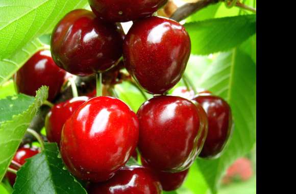 HD Wallpaper of Juicy Cherry Delights