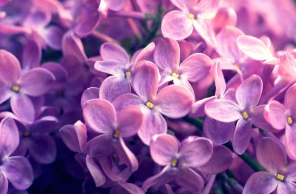 HD Wallpaper of Lilac Blossoms in Nature