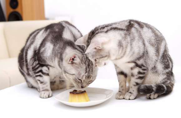 HD Wallpaper of Playful Cats Enjoying Their Treat wallpapers hd quality
