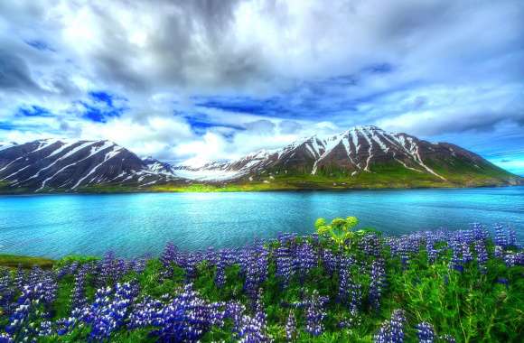 HD Wallpaper of Serene Nature Lupines