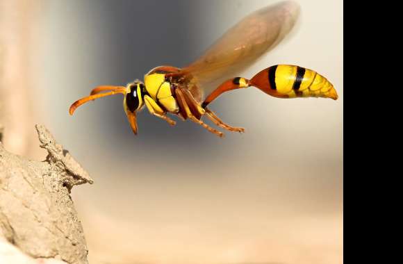 HD Wasp Macro Nature Wallpaper