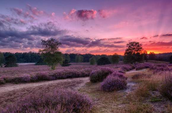 HDR Sky Sunrise Nature Landscape Flower Lavender