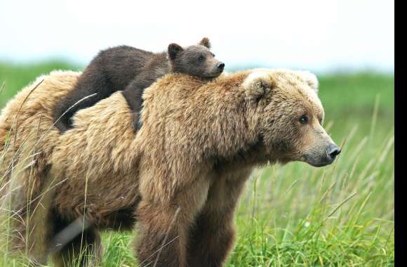 Heartwarming of a Brown Bear and Cub wallpapers hd quality
