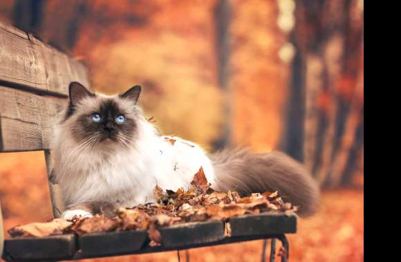 Himalayan Cat Fall Forest Bench Animal Cat