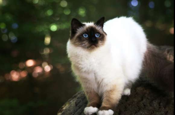 Himalayan Cat in Bokeh Stunning