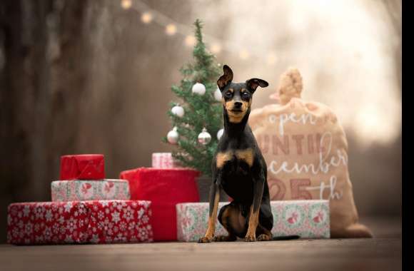 Holiday Doberman Puppy