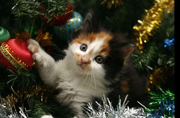 Holiday Kitten Cute Cat with Christmas Ornaments wallpapers hd quality