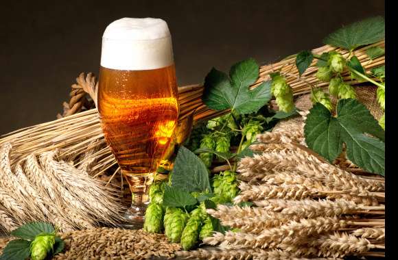 Hop Plant Still Life Drink Alcohol Glass Food Beer