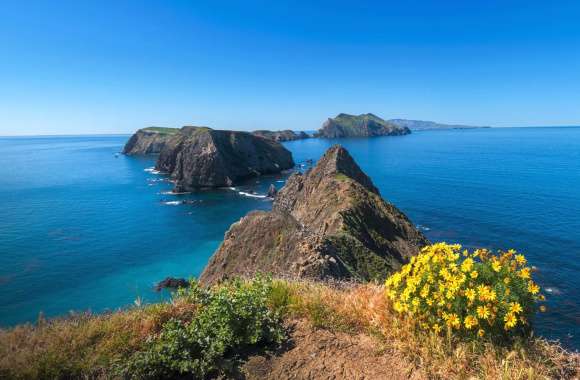 Horizon Sea Ocean Flower Nature Lake