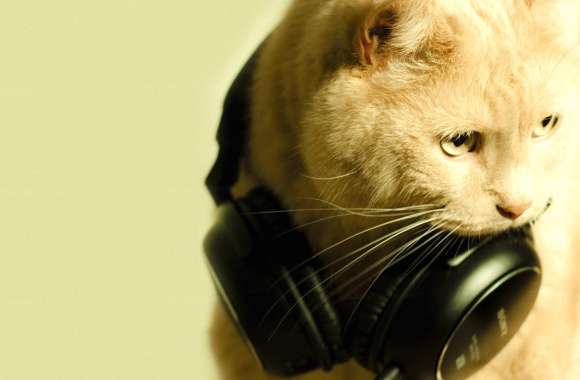 Humorous Cat with Headphones - A Fun