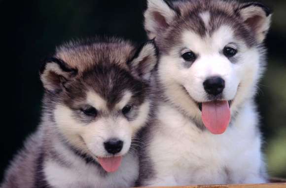 Husky Pups