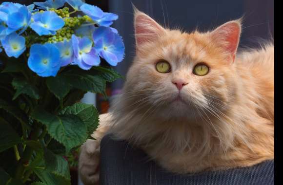 Hydrangea Blue Flower Animal Cat