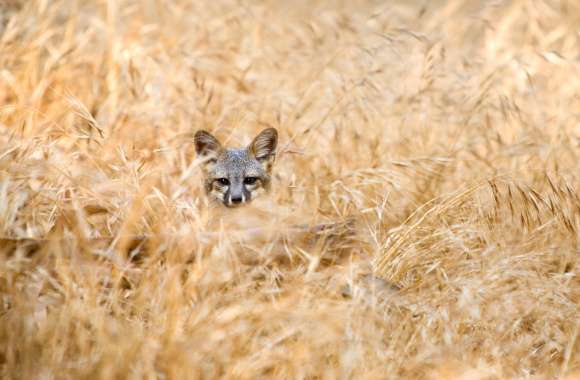 Island Fox Animal Fox wallpapers hd quality