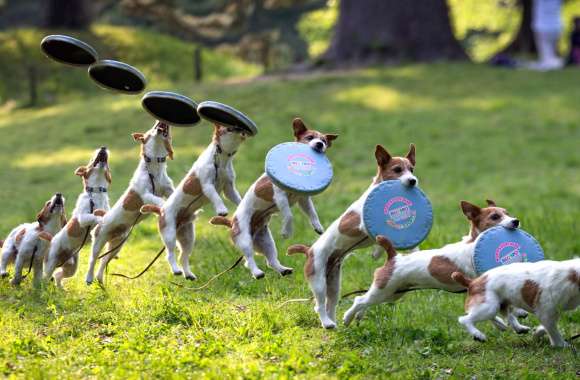 Jack Russell Terrier Frisbee wallpapers hd quality