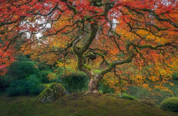 Japanese Garden in Fall - HD Nature Wallpaper