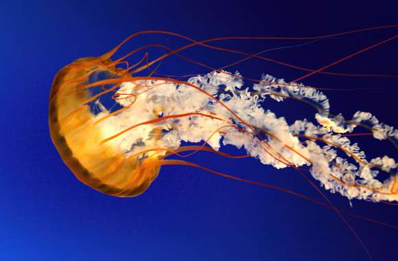 Jellyfish Windows 7